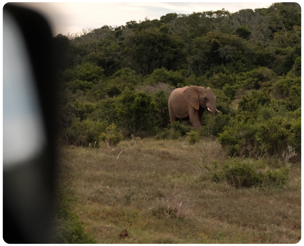 Olifant tussen struiken in Addo Elephant National Park