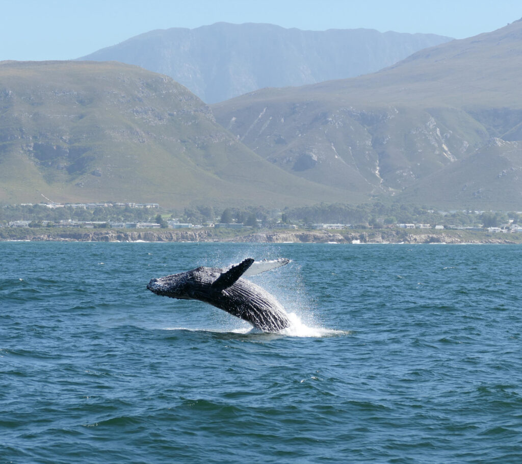 Walvis springt boven het water bij Hermanus