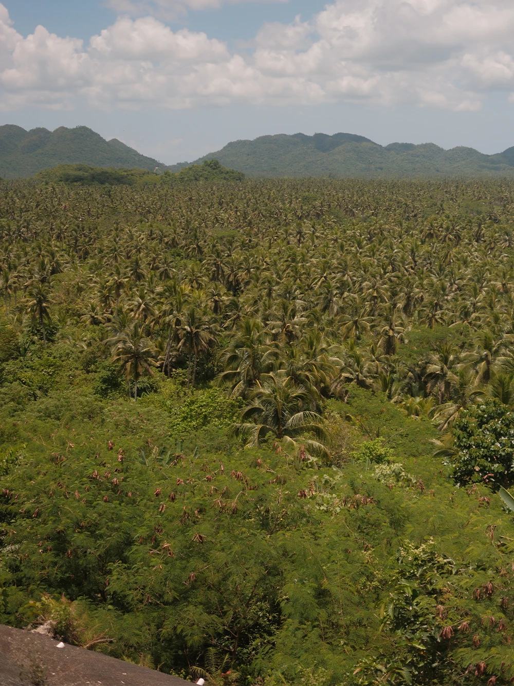 Uitzicht over de Coconut Trees Viewpoint op Siargao met duizenden palmbomen en groene heuvels op de achtergrond