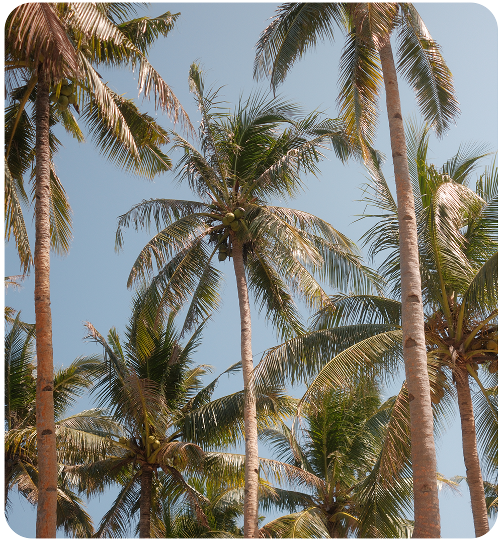 Hoge palmbomen op Guyam Island bij Siargao onder een heldere blauwe lucht in de Filipijnen