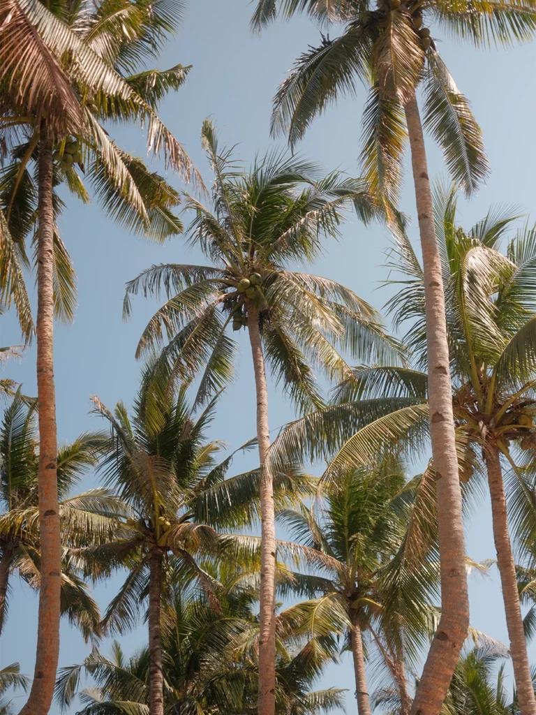 Hoge palmbomen op Guyam Island bij Siargao onder een heldere blauwe lucht in de Filipijnen