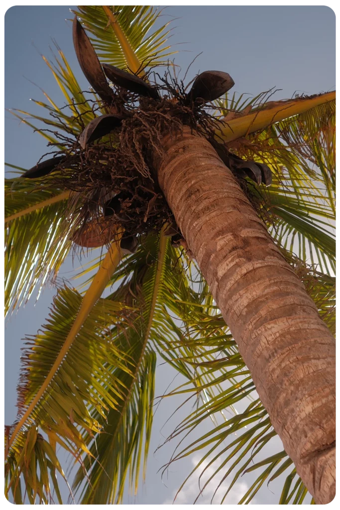 Kokospalm van onderaf gefotografeerd tegen een blauwe lucht op Pacific Beach, Siargao, Filipijnen