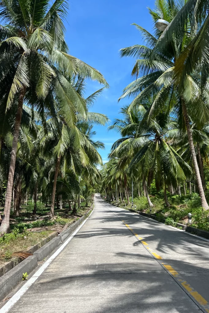 Weg tussen hoge palmbomen op Koh Phangan