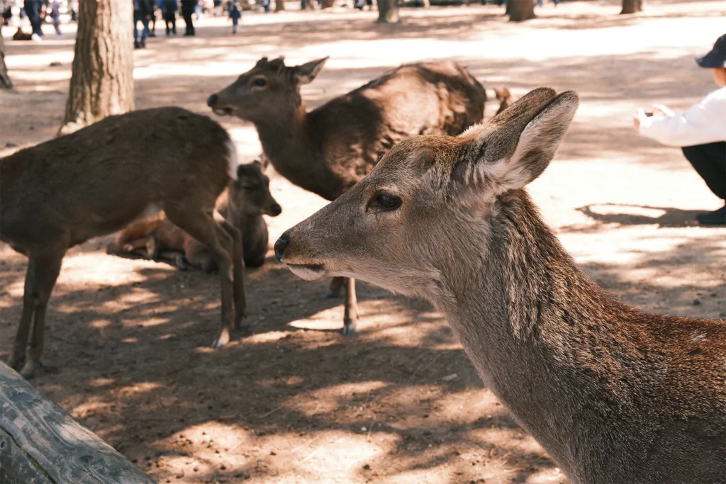 Herten onder de bomen in Nara Park in Japan