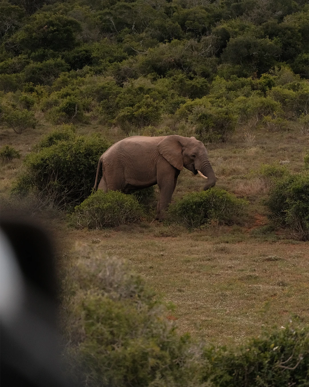 Olifant tussen de struiken in Addo Elephant National Park