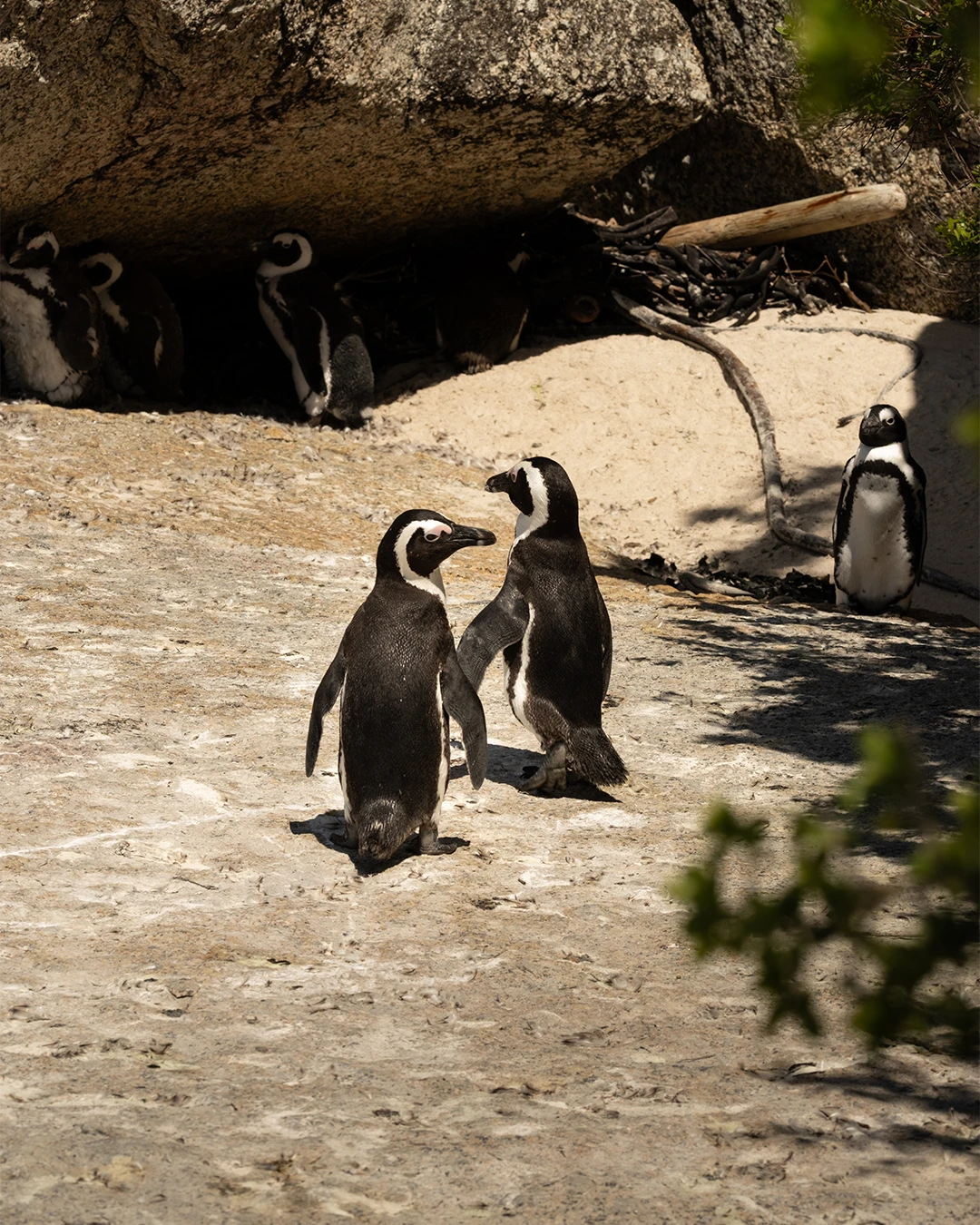 Afrikaanse pinguïns op Boulders Beach bij Kaapstad