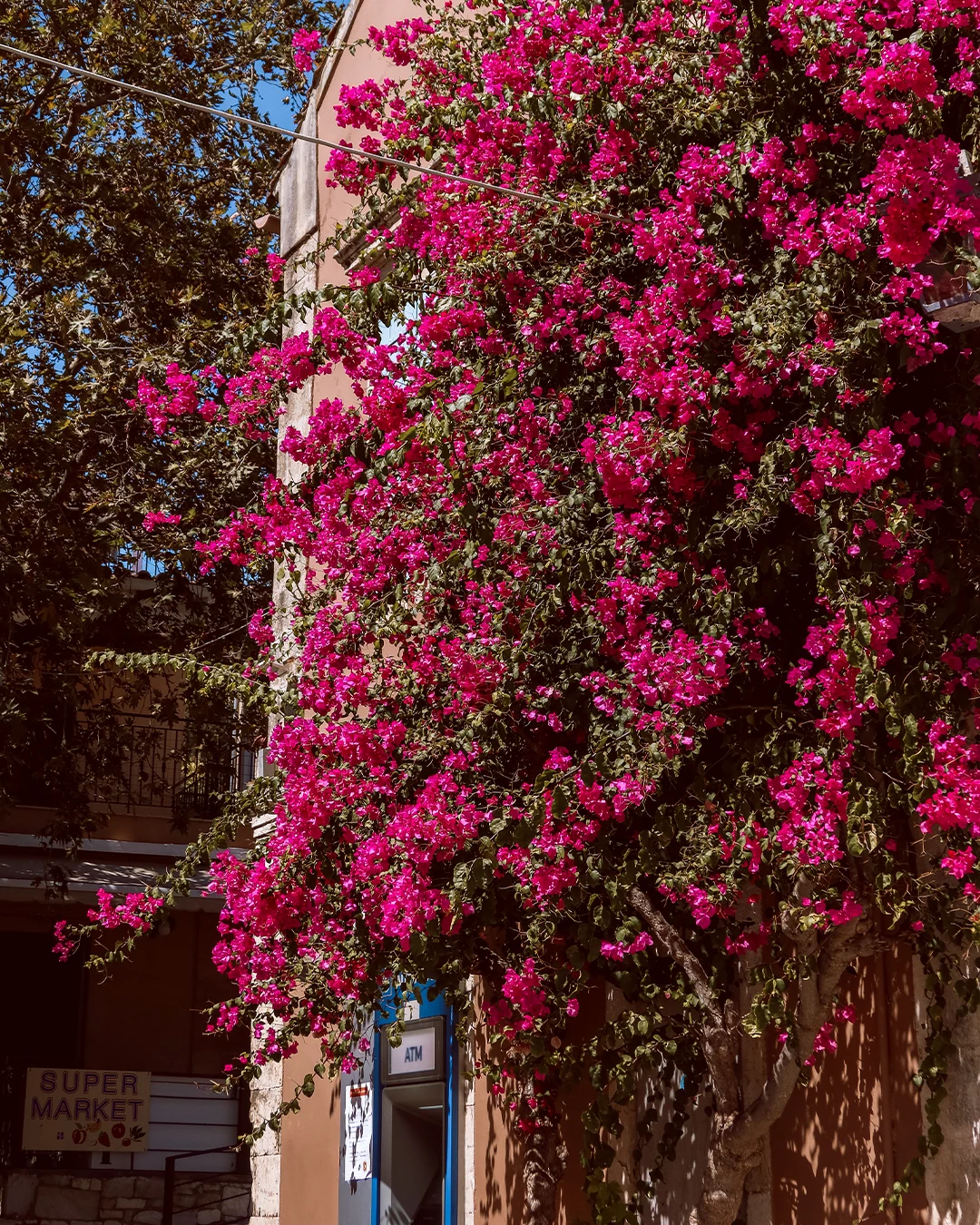 Roze bougainvillea boven een straatje in Fiskardo op Kefalonia