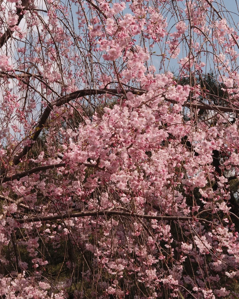 Roze kersenbloesem tijdens het voorjaar in Japan