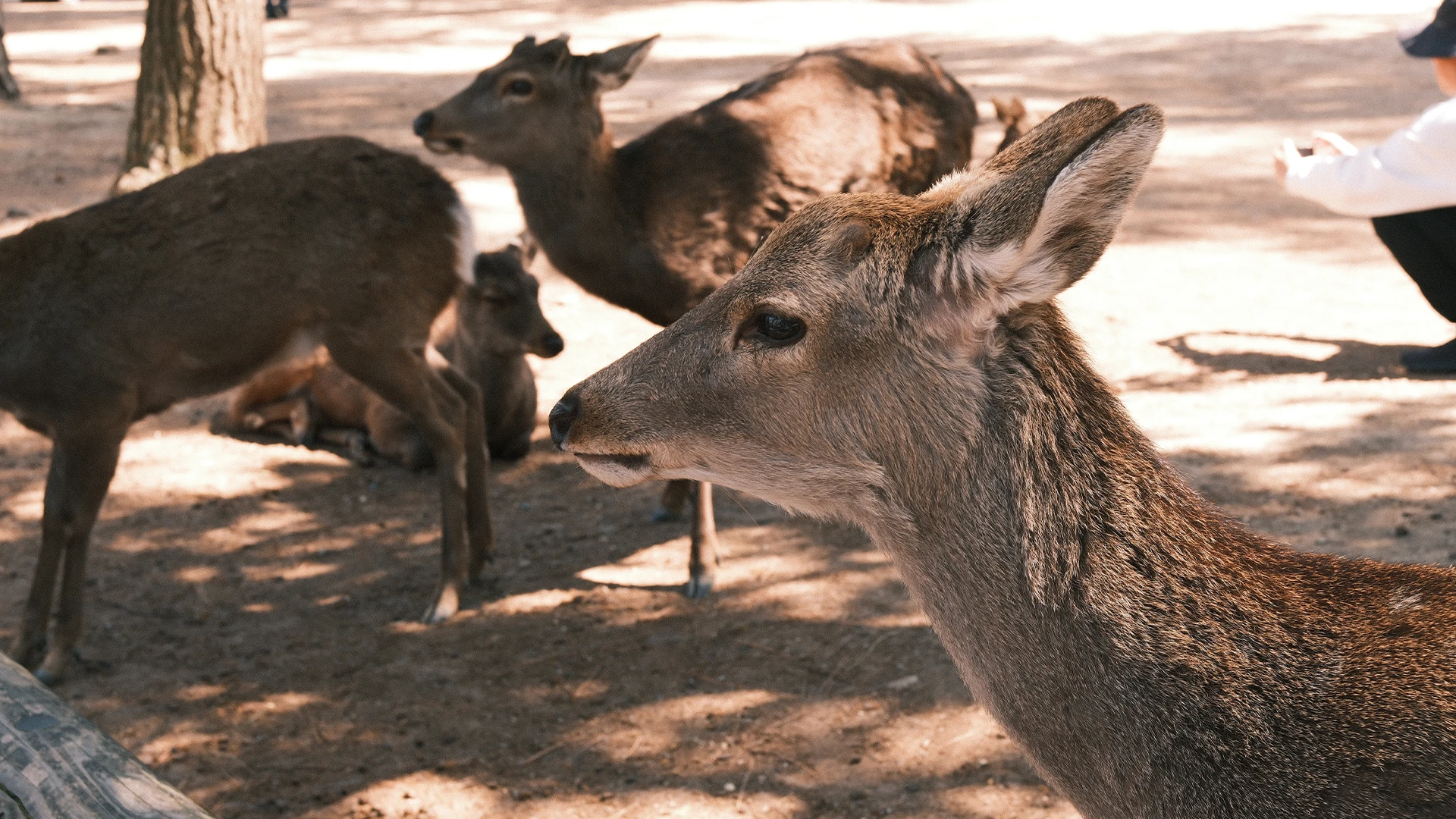 Herten in Nara Park in Japan