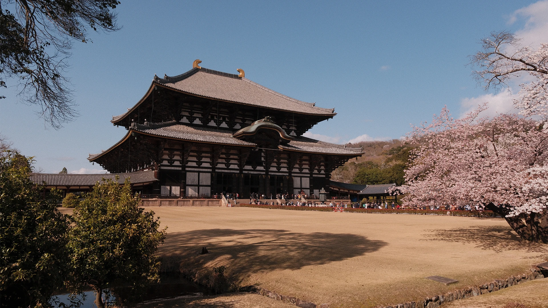Tempel in Nara met bloeiende kersenbomen