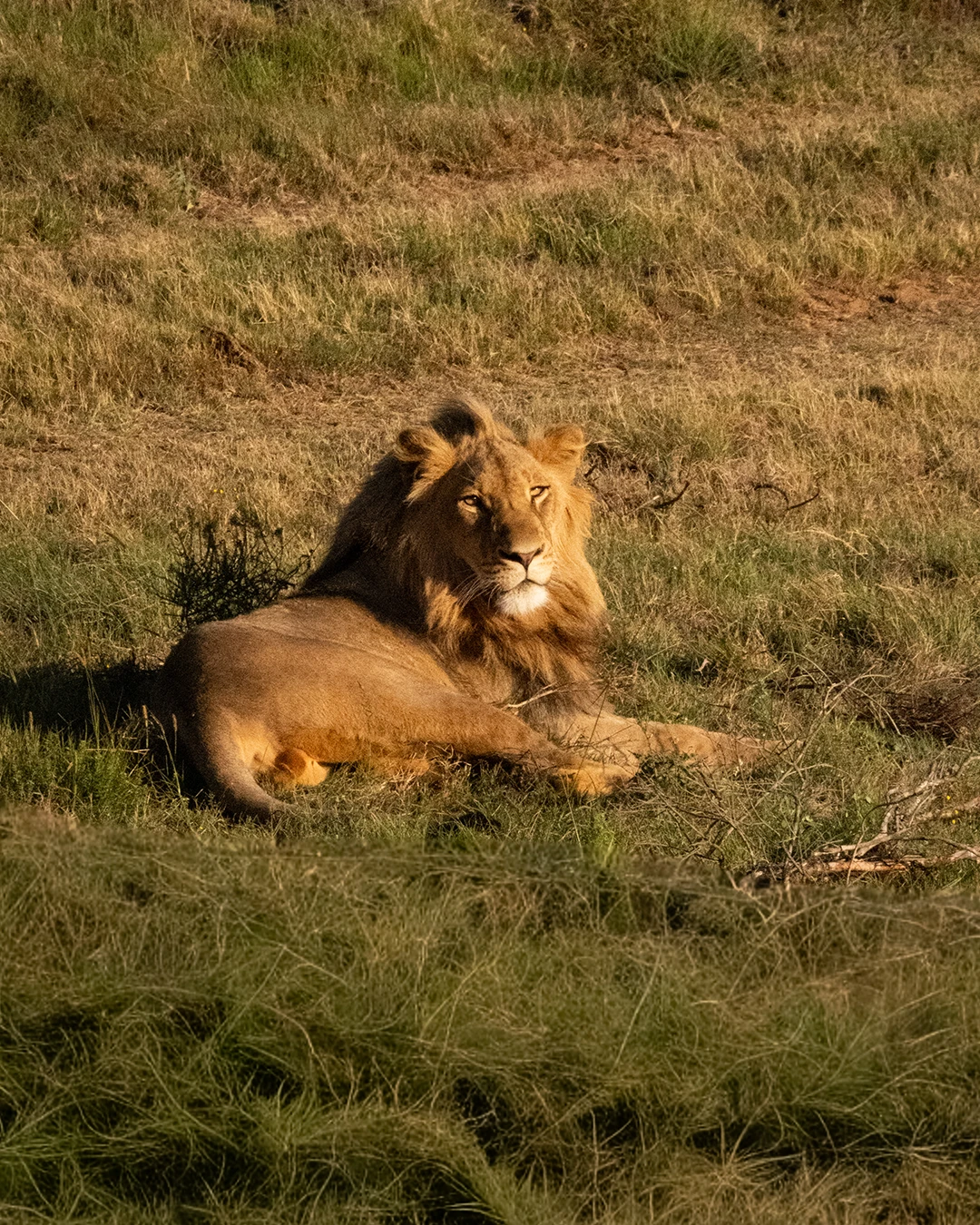 Leeuw rust in het gras tijdens een safari in Schotia in Zuid-Afrika