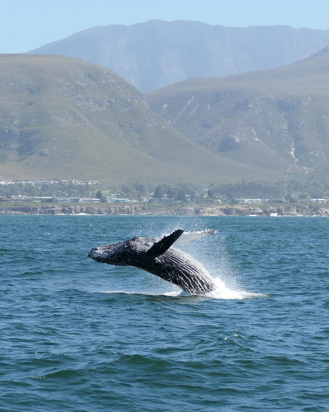 Walvis springt uit zee voor de bergachtige kust van Zuid-Afrika